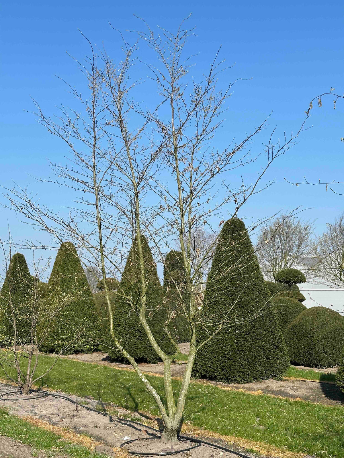 CB TREE #038