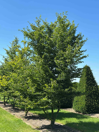 CB TREE #041