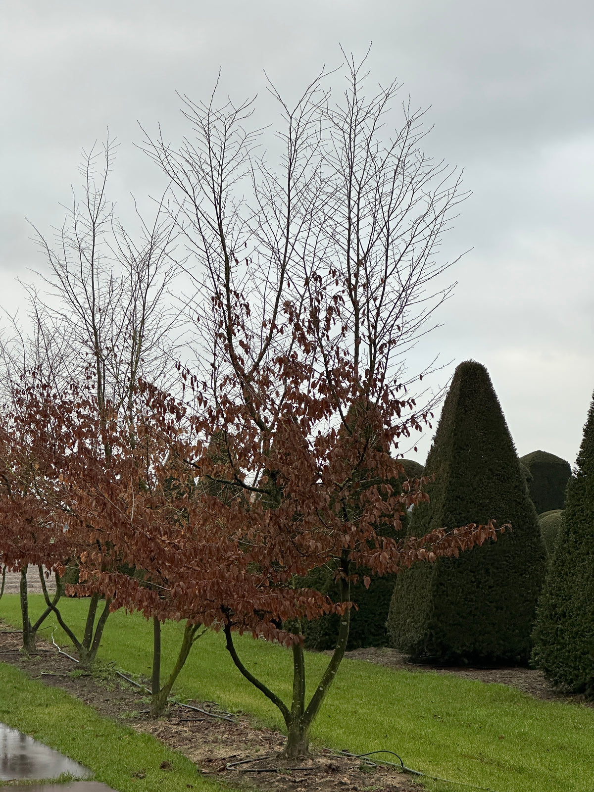 CB TREE #041