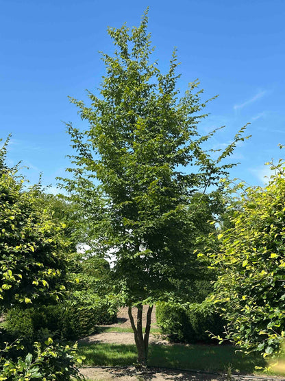 CB TREE #043