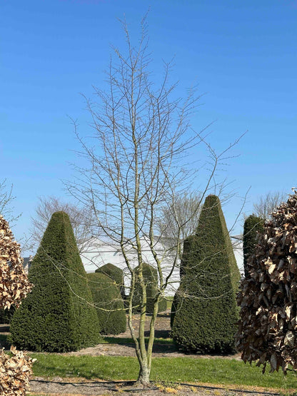 CB TREE #043