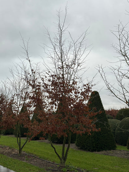 CB TREE #043