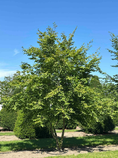 CB TREE #044