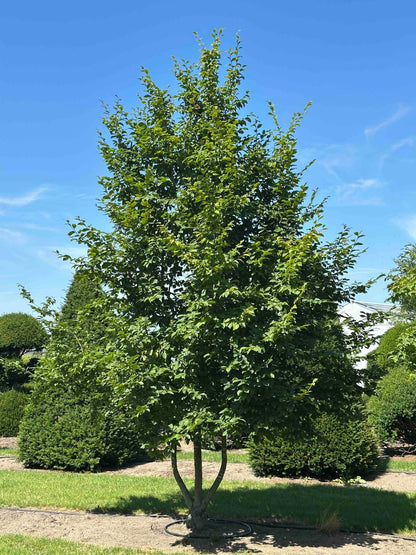 CB TREE #044