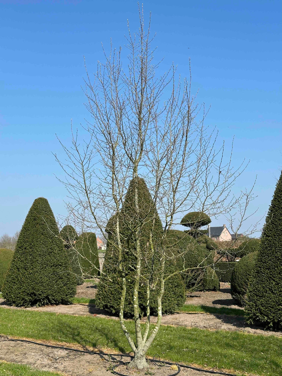 CB TREE #044