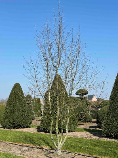 CB TREE #044