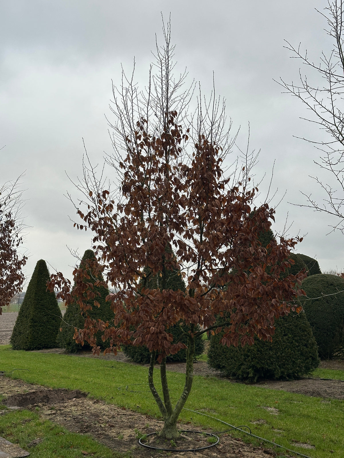 CB TREE #044