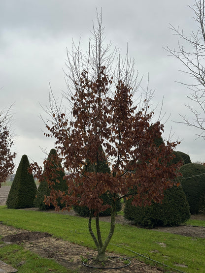 CB TREE #044
