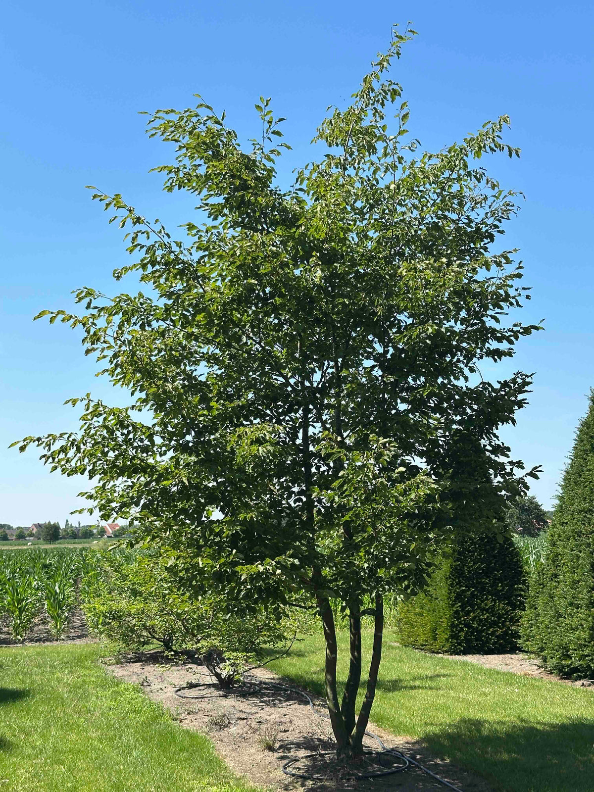 CB TREE #047