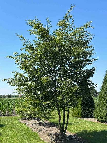 CB TREE #047