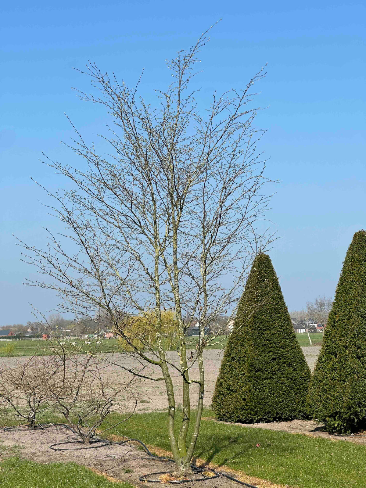 CB TREE #047