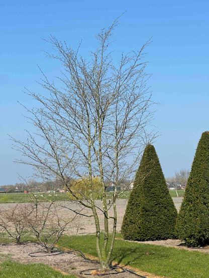 CB TREE #047
