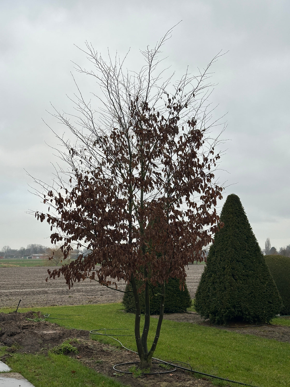 CB TREE #047
