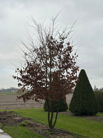 CB TREE #047