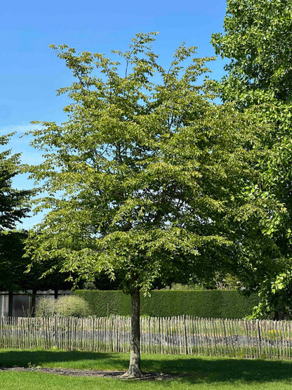 CB TREE #050