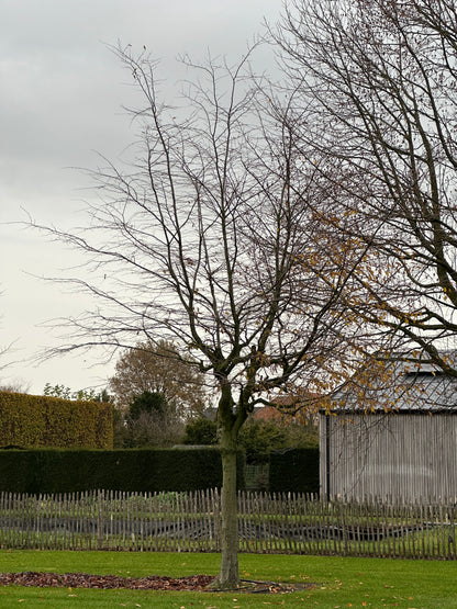 CB TREE #050