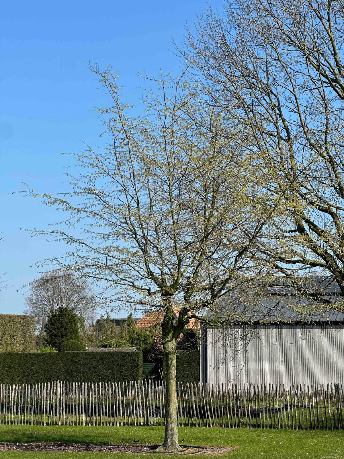 CB TREE #050