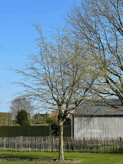 CB TREE #050
