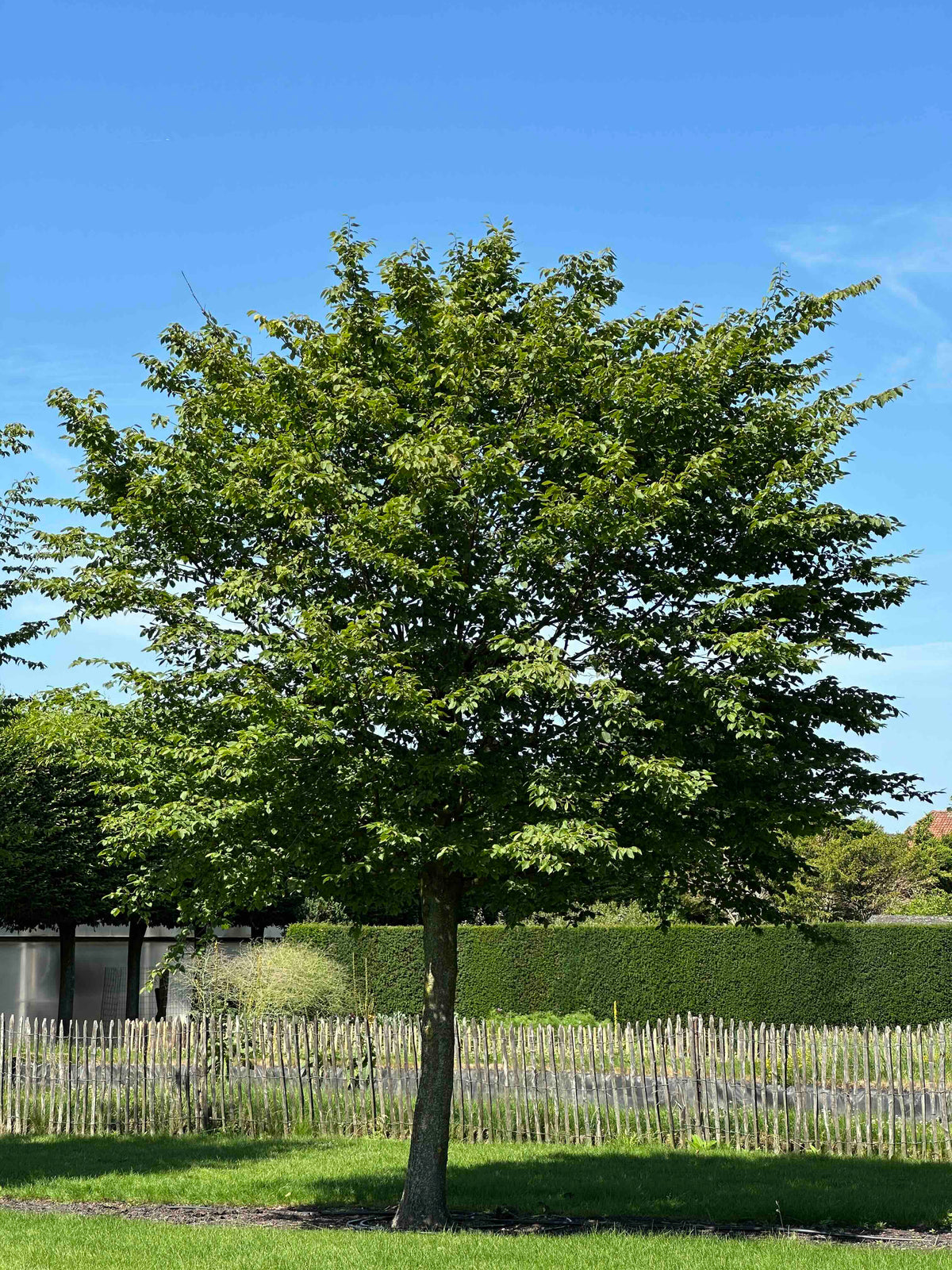CB TREE #051
