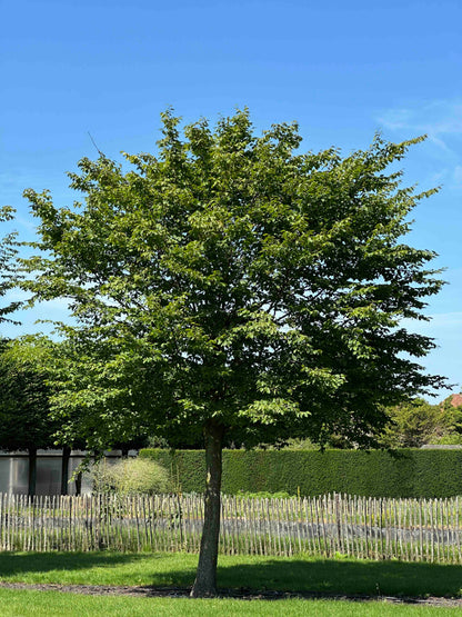 CB TREE #051