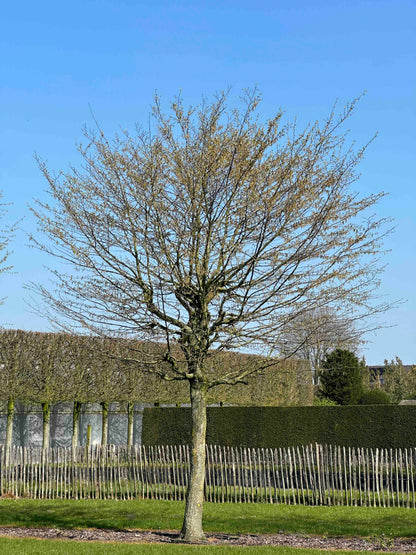 CB TREE #051