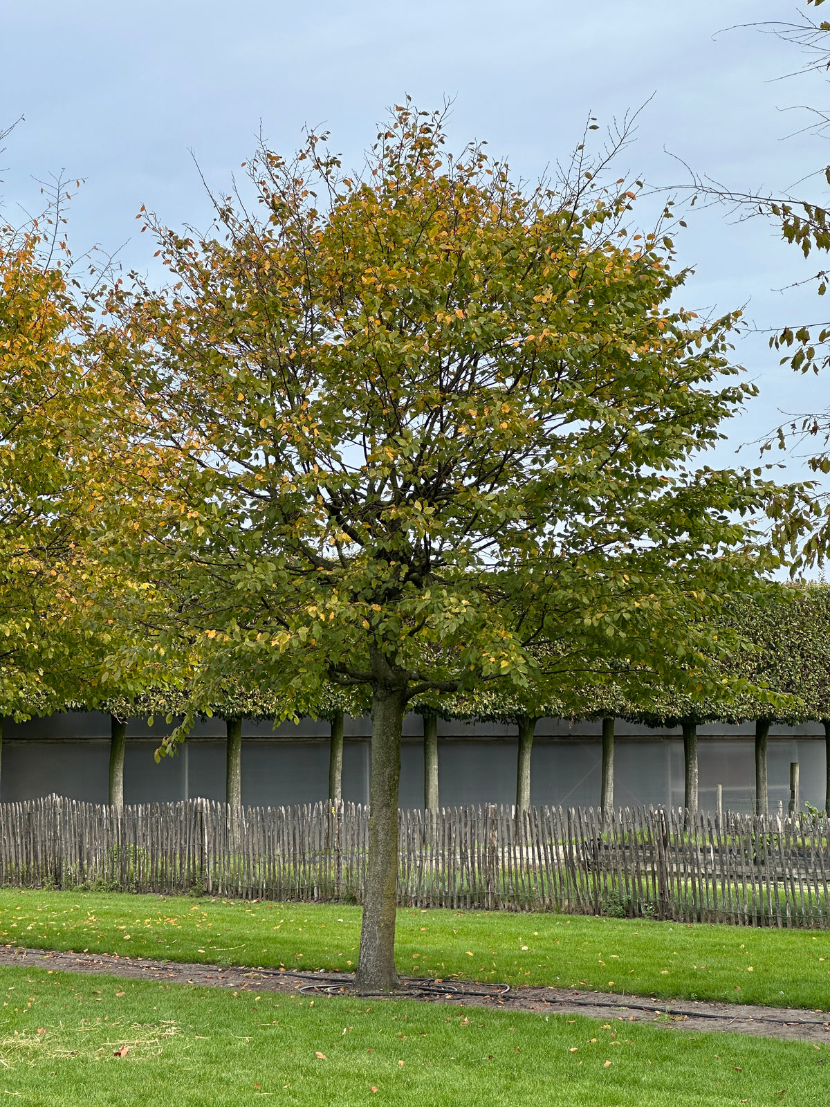 CB TREE #051