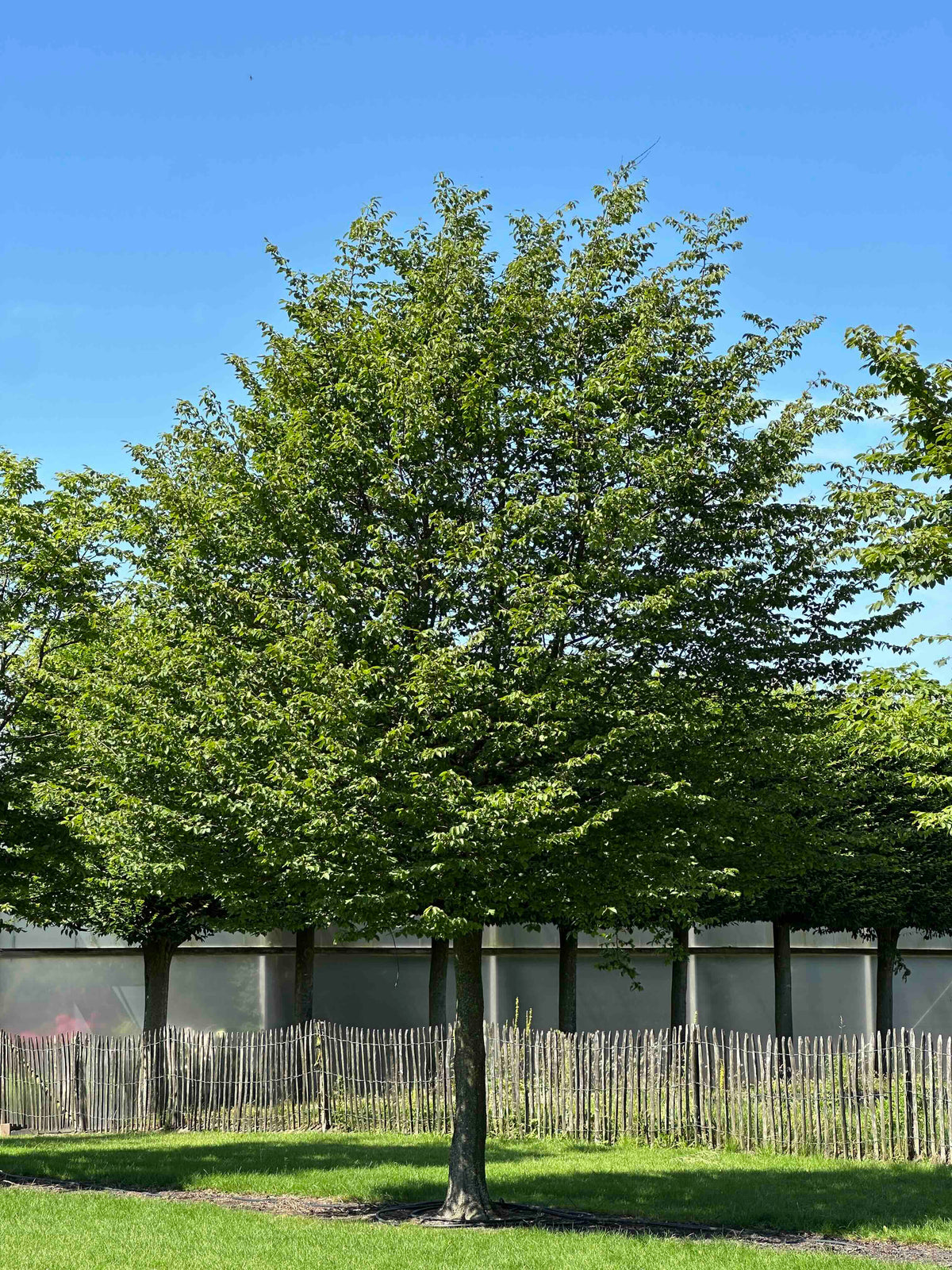 CB TREE #052