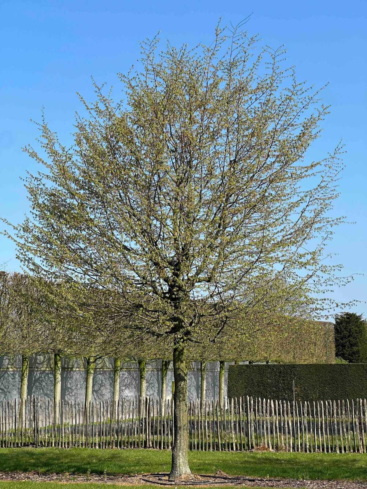 CB TREE #052