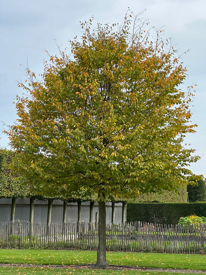 CB TREE #052