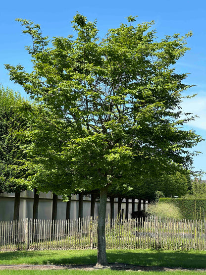 CB TREE #053