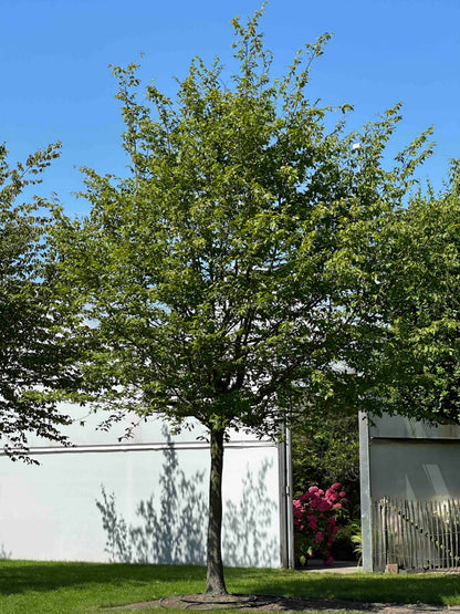CB TREE #054