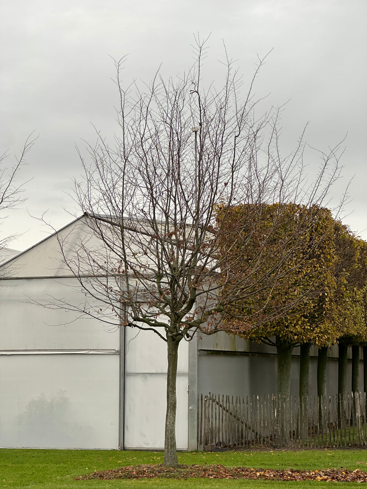 CB TREE #054