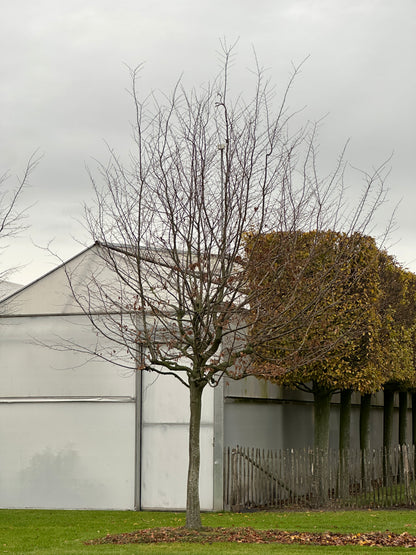 CB TREE #054