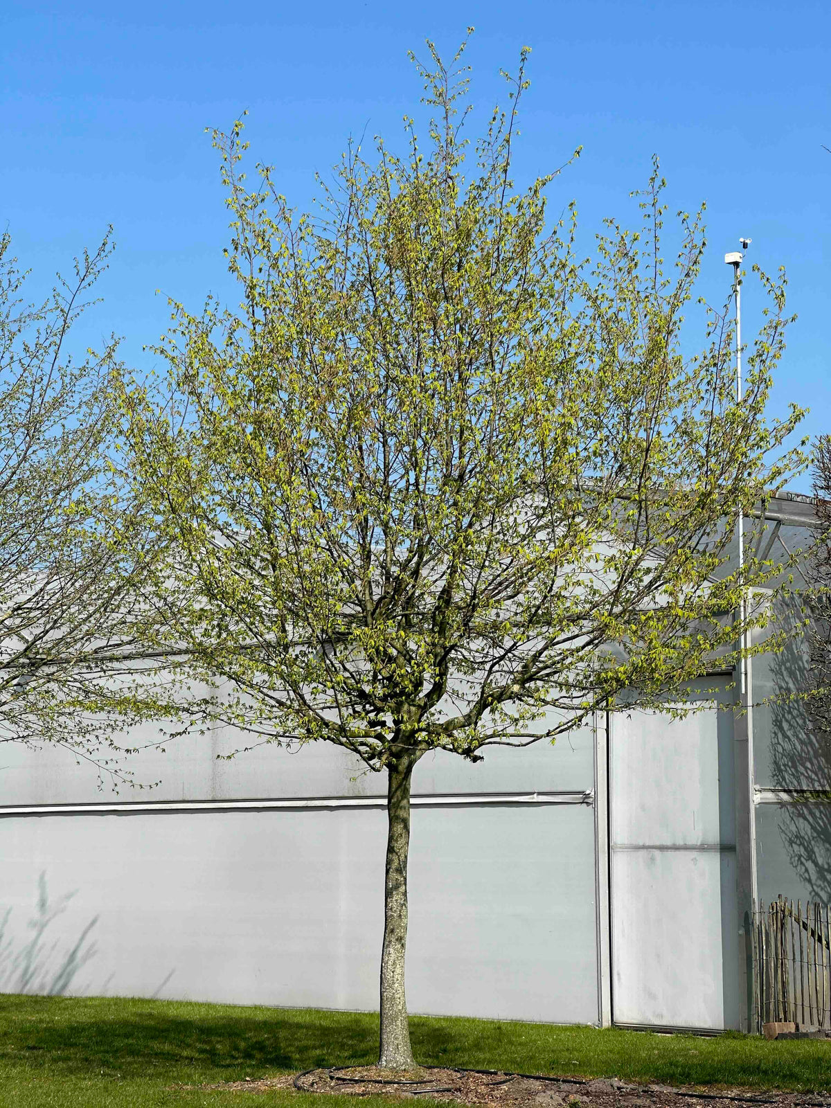CB TREE #054