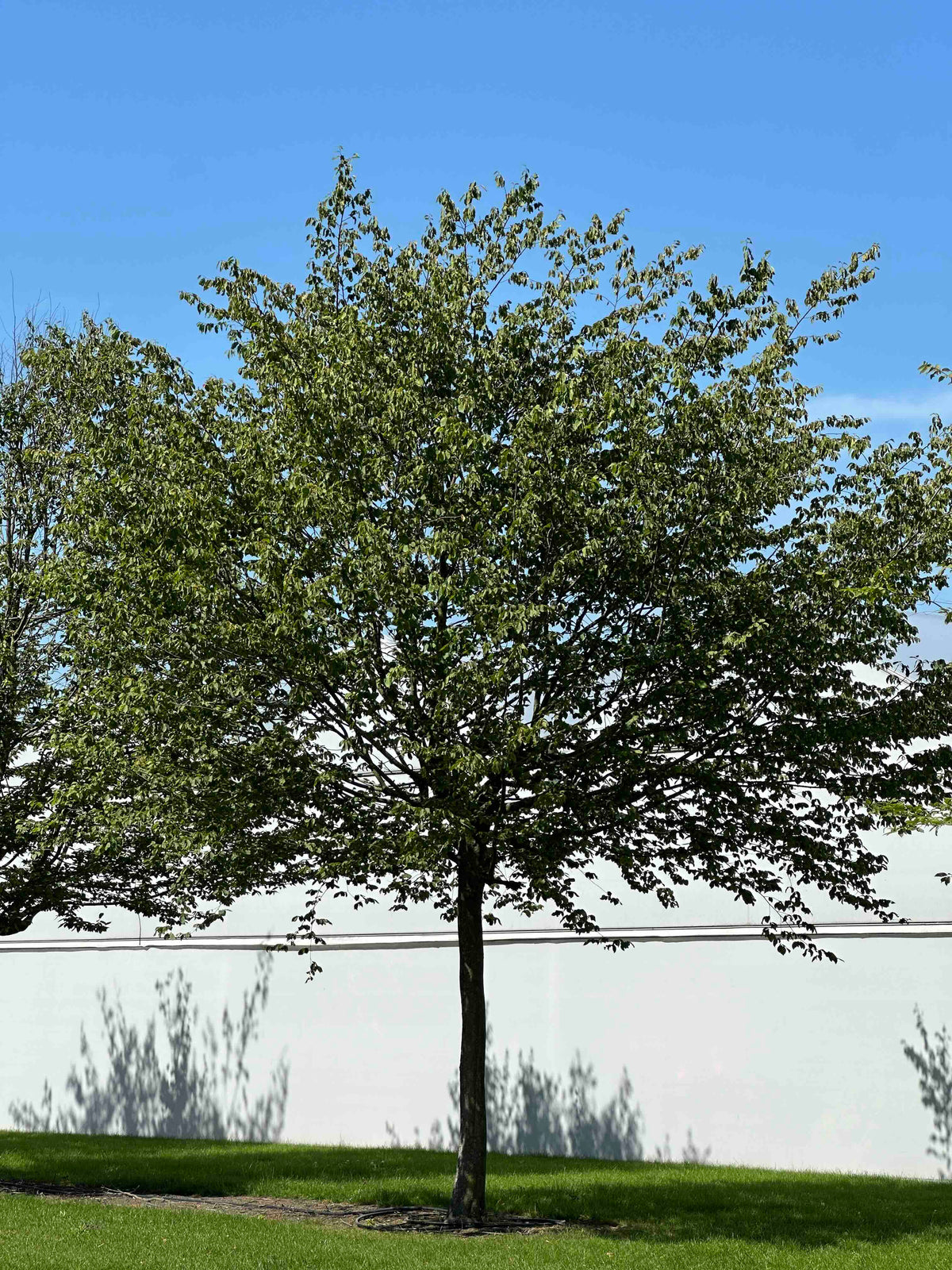 CB TREE #055