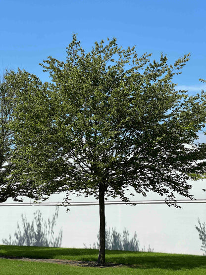 CB TREE #055