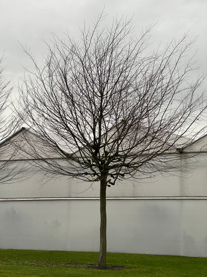 CB TREE #055