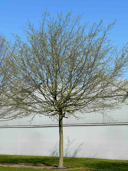 CB TREE #055