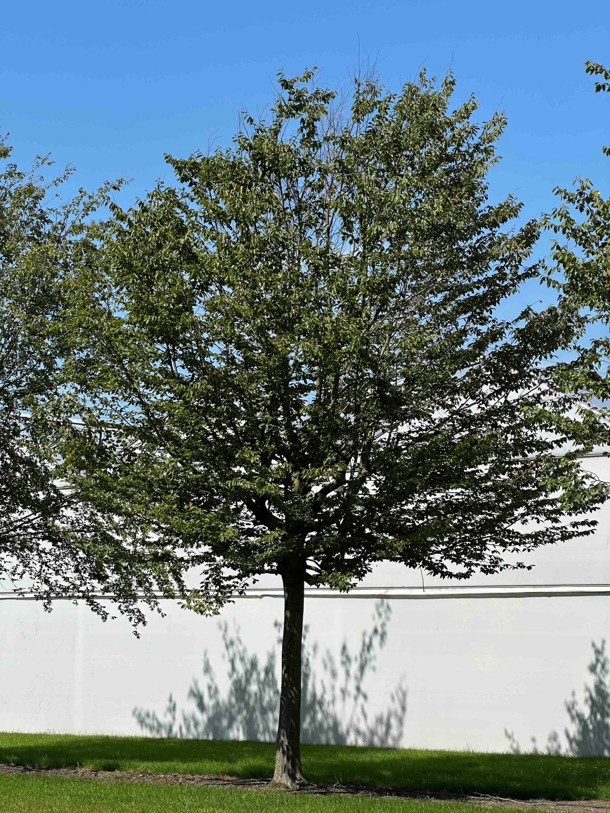 CB TREE #056