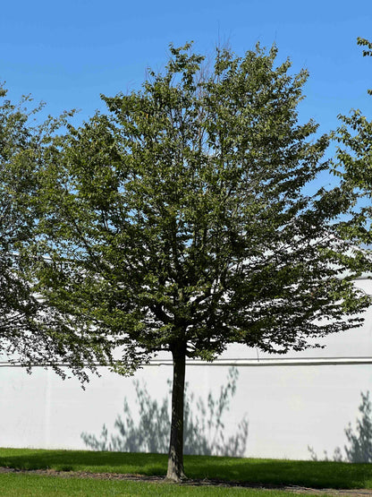 CB TREE #056