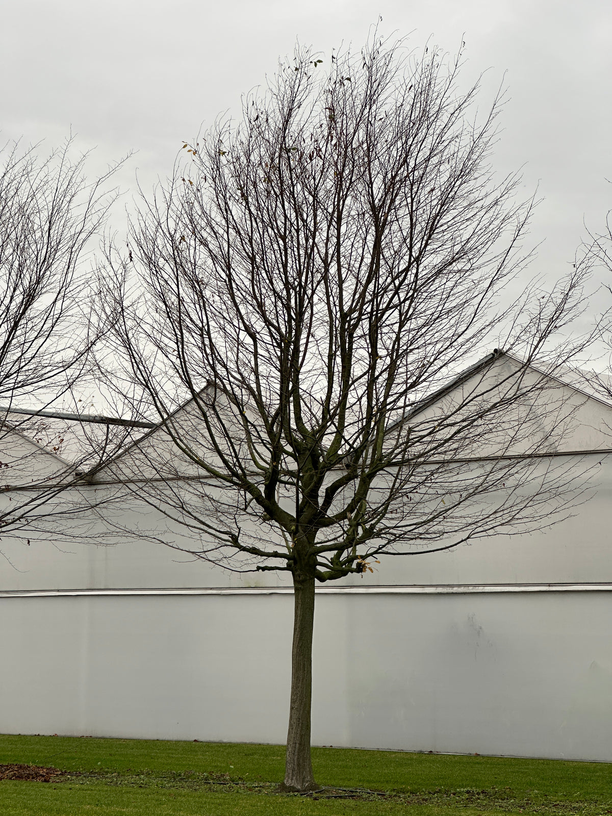 CB TREE #056