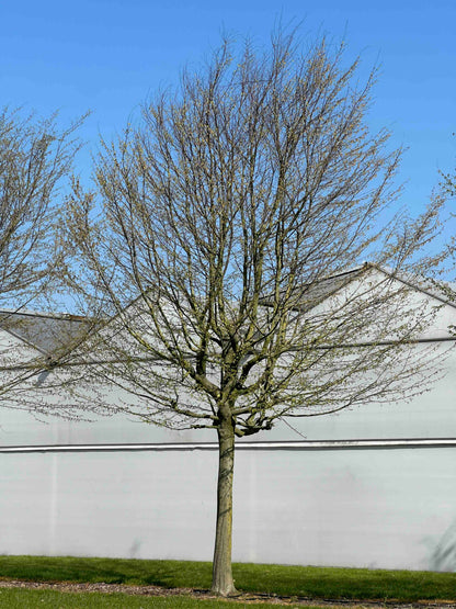 CB TREE #056