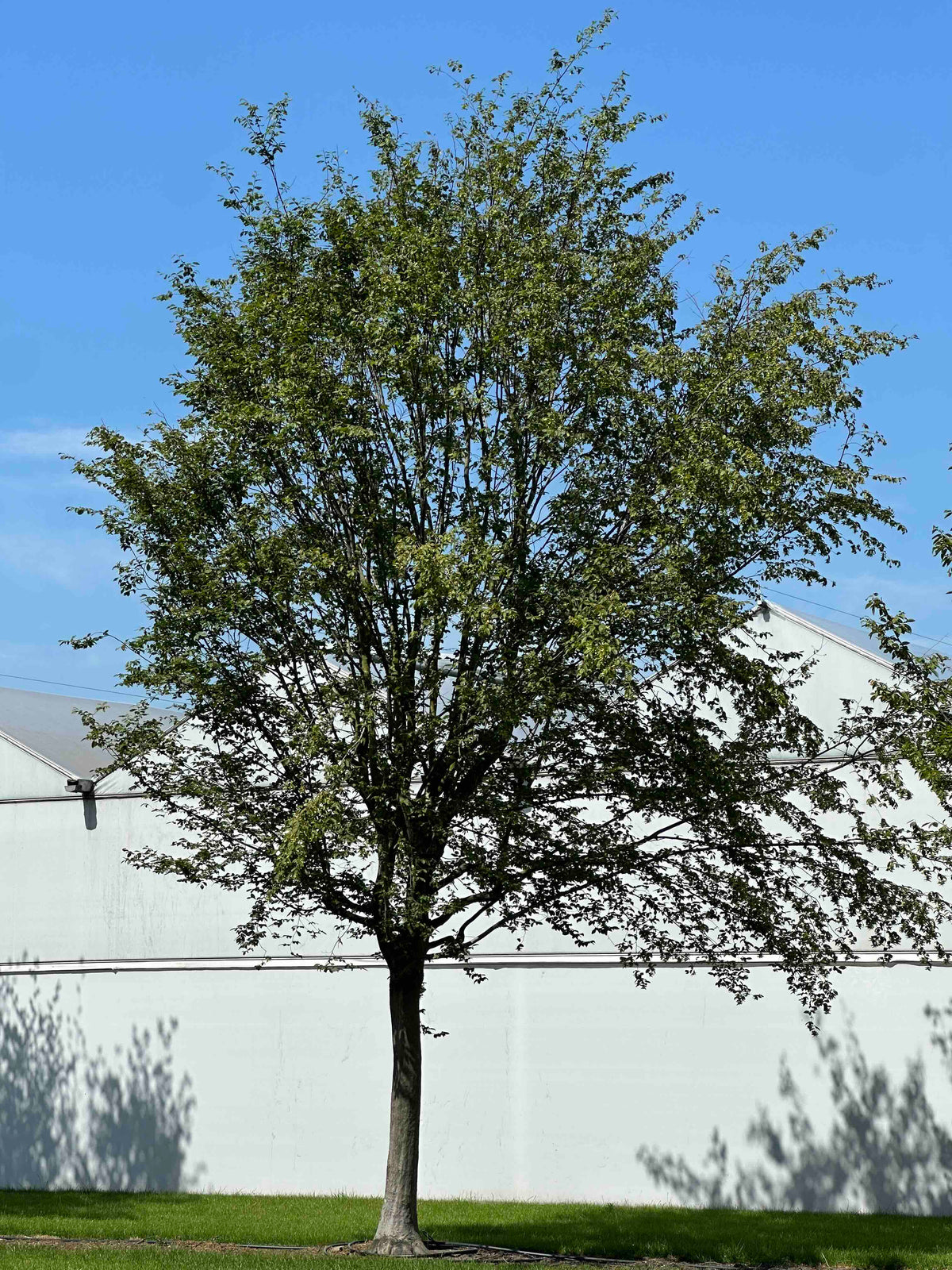 CB TREE #057