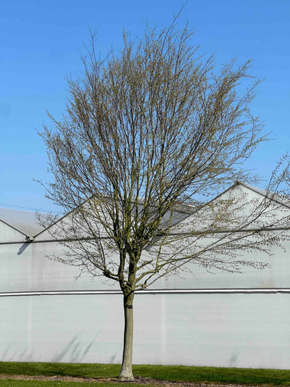 CB TREE #057