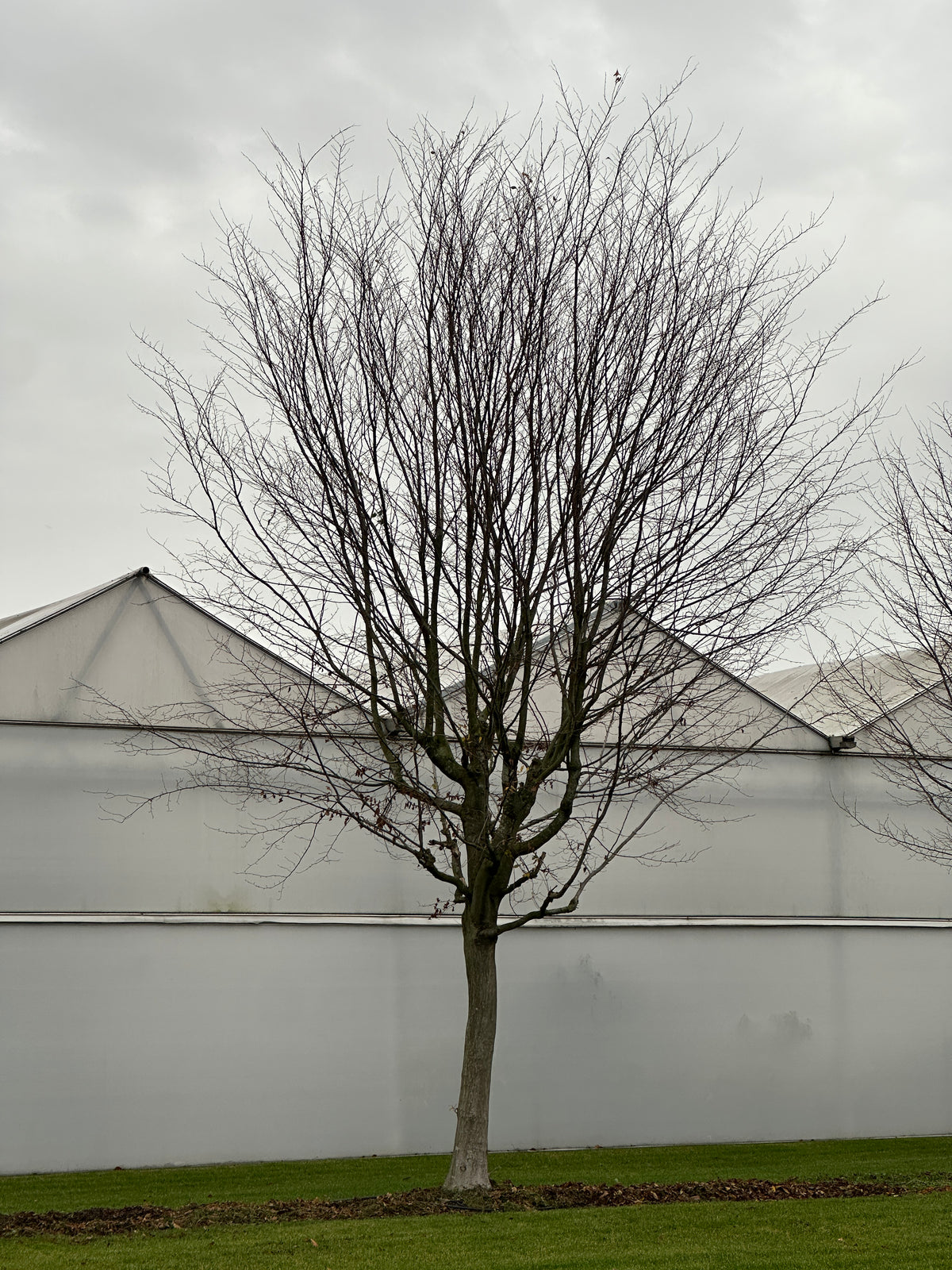 CB TREE #057