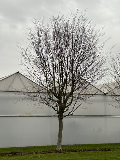 CB TREE #057