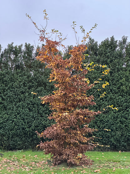 CB TREE #012
