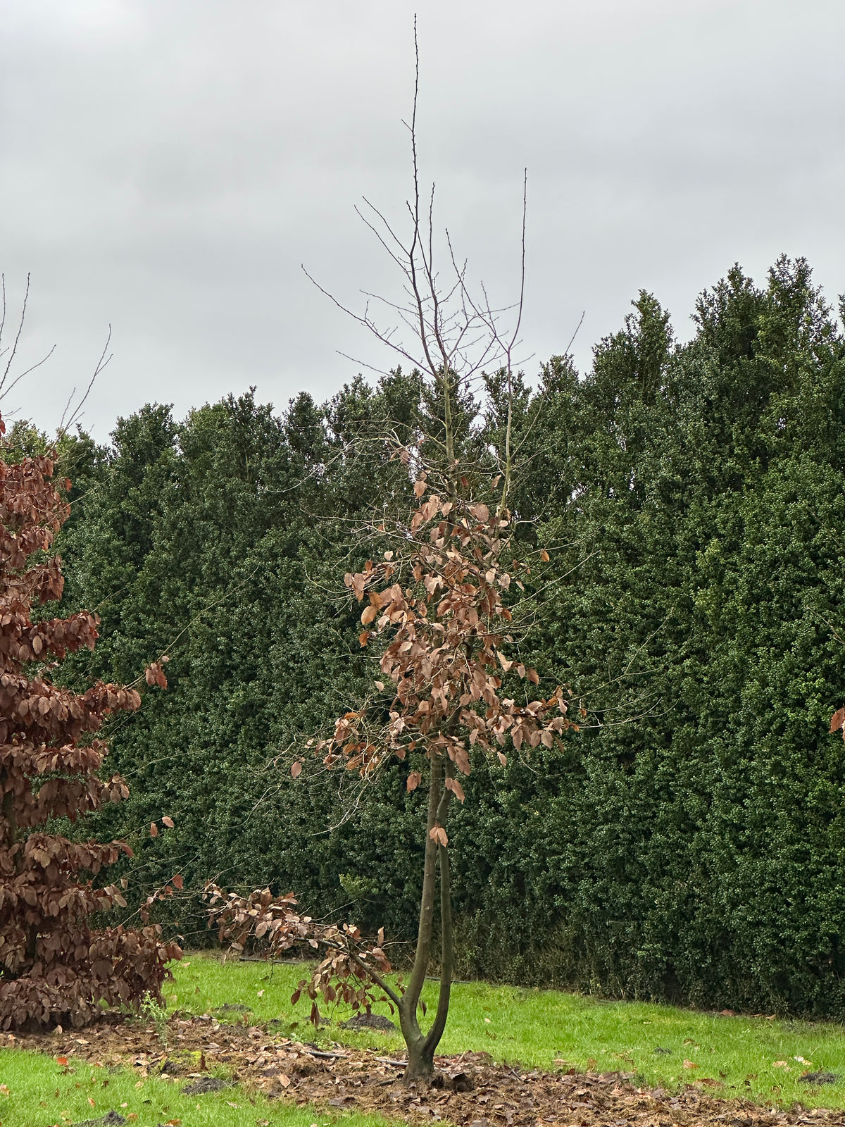 CB TREE #013