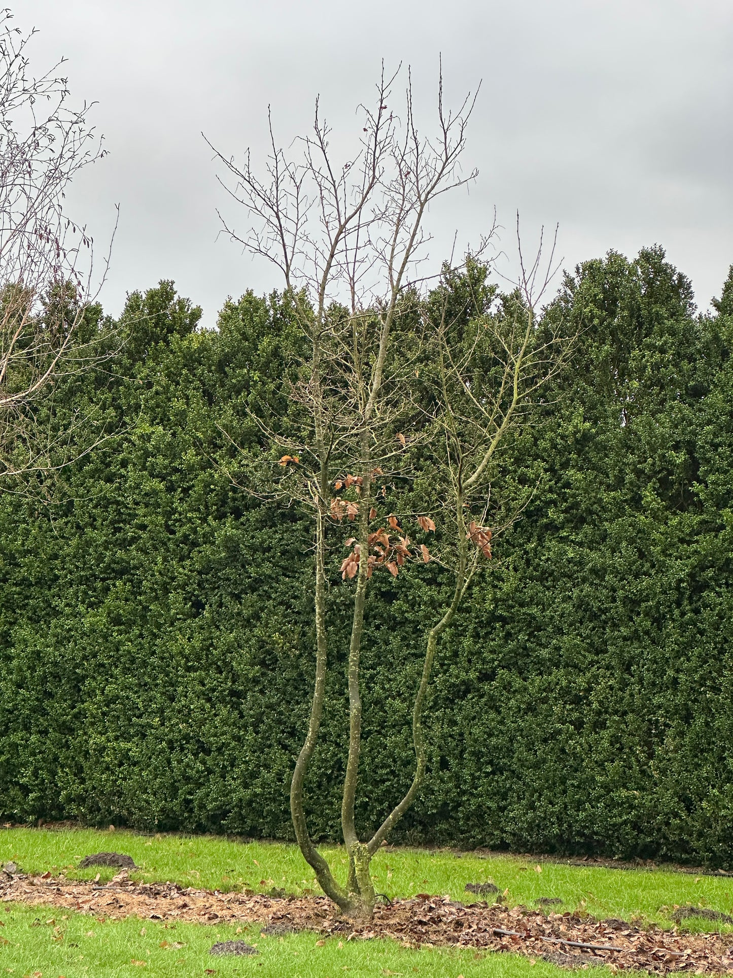 CB TREE #015