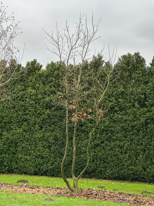 CB TREE #015